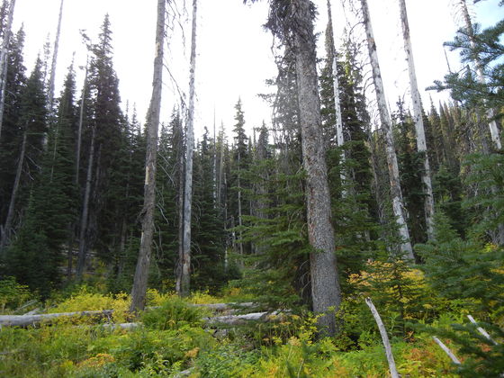 Payette National Forest 
