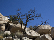 Joshua Tree National Park