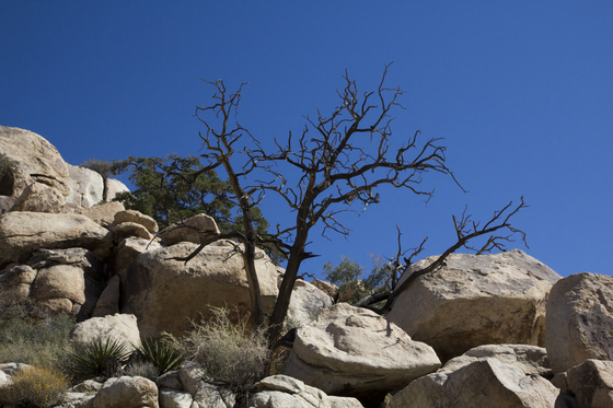 Joshua Tree National Park