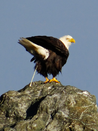 Flattery Rocks National Wildlife Refuge