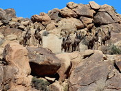 Joshua Tree National Park