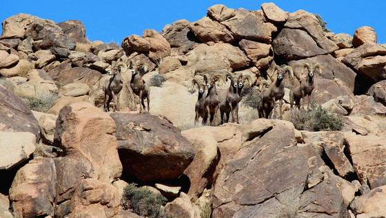 Joshua Tree National Park