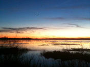 Chincoteague National Wildlife Refuge
