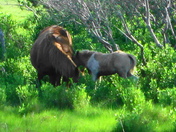 chincoteague national wildlife refuge