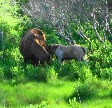 chincoteague national wildlife refuge
