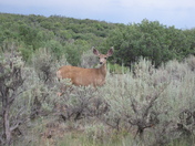 Black Canyon of the Gunnison NP
