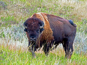 Theodore Roosevelt National Park