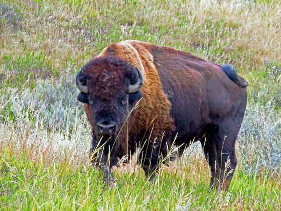 Theodore Roosevelt National Park