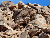 Joshua Tree National Park