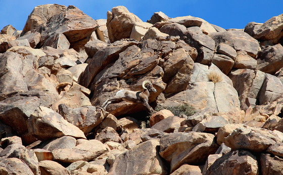 Joshua Tree National Park