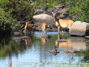 Superior National Forest