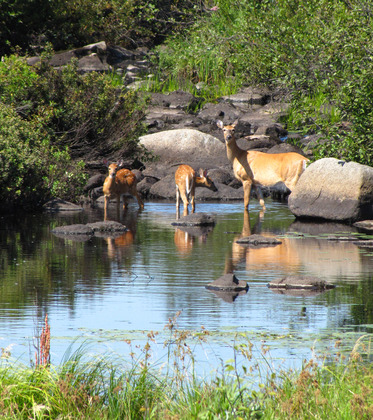 Superior National Forest