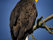 Ridgefield National Wildlife Refuge, Ridgefield, Washington