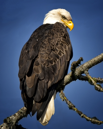 Ridgefield National Wildlife Refuge, Ridgefield, Washington