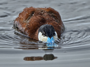 Ridgefield Wildlife Refuge, Ridgefield, Washington