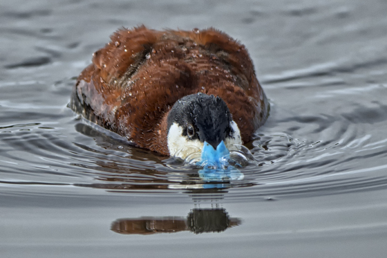 Ridgefield Wildlife Refuge, Ridgefield, Washington