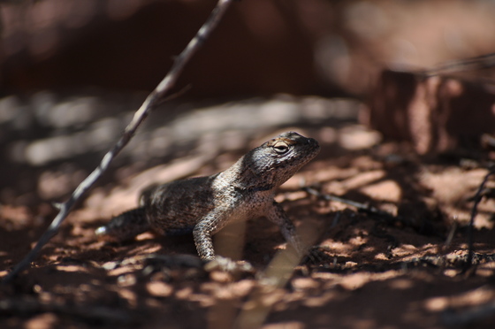 Canyonlands National Park