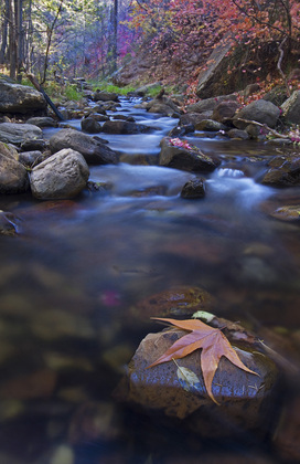 Tonto National Forest