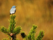 Black Hills National Forest