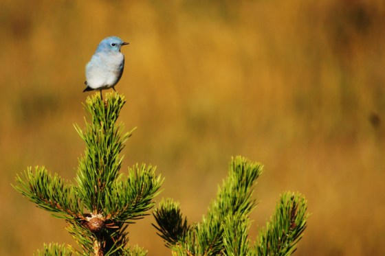 Black Hills National Forest