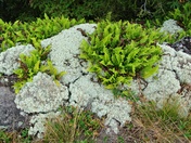 isle Royale National Park