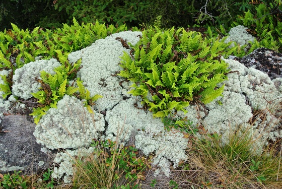 isle Royale National Park
