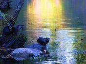 Great Smoky Mountain National Park