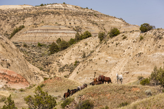 Theodore Roosevelt National Park
