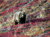 Denali National Park