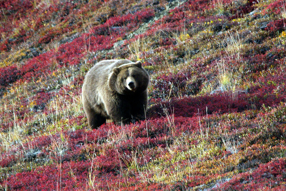 Denali National Park