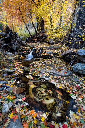 Tonto National Forest