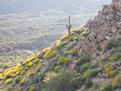 Tonto National Forest