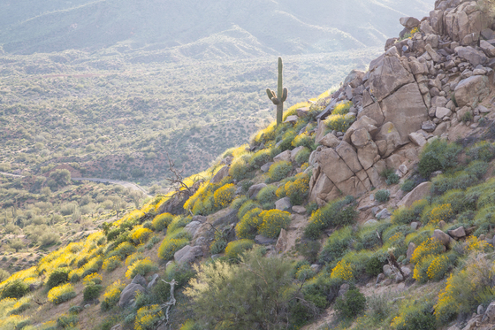 Tonto National Forest