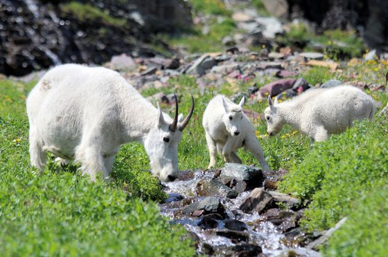 Glacier National Park