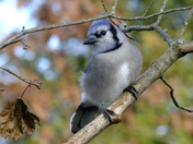 Blue Jay Bokeh
