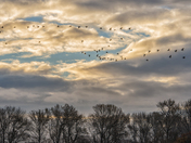 Nisqually National Wildlife Refuge