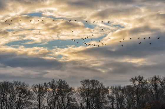 Nisqually National Wildlife Refuge