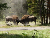 Yellowstone National Park
