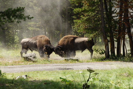 Yellowstone National Park