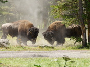 Yellowstone National Park