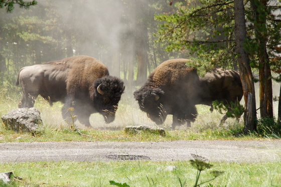 Yellowstone National Park