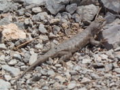 Dinosaur National Monument