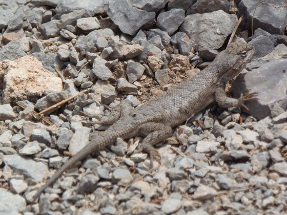 Dinosaur National Monument