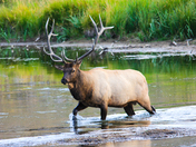 Yellowstone National Park
