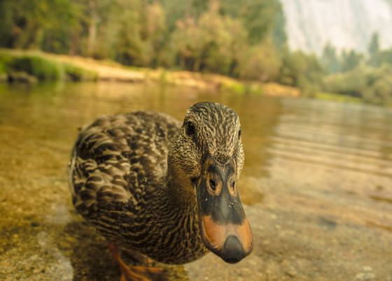 Yosemite National Park