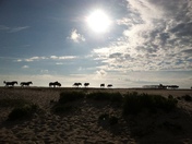 Assateague National, MD