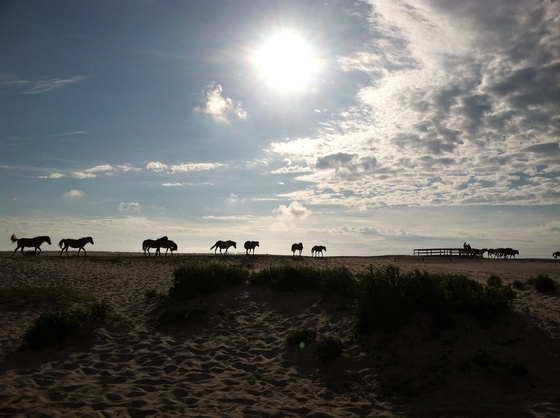 Assateague National, MD