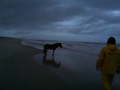 Assateague National, MD