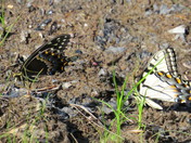 Carolina Sandhills NWR