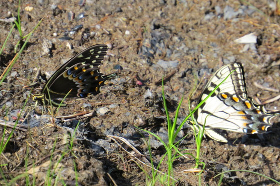 Carolina Sandhills NWR